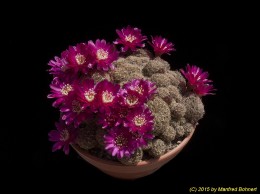 Sulcorebutia crispata WR595 2029